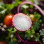 Czy można mrozić rzodkiewkę